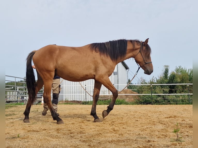 Mustang (amerikanisch) Hengst 1 Jahr 155 cm Falbe in Maxsain
