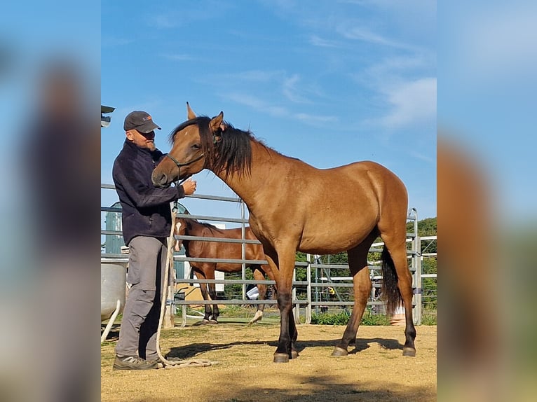 Mustang (amerikanisch) Hengst 1 Jahr 155 cm Falbe in Maxsain