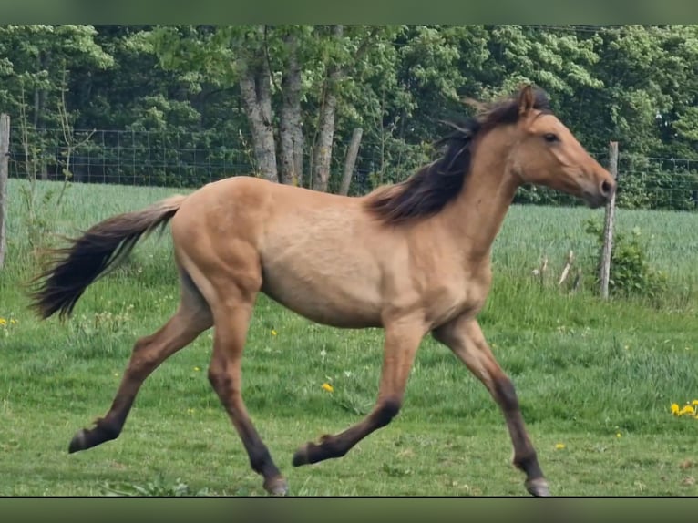 Mustang (amerikanisch) Hengst 1 Jahr 155 cm Falbe in Maxsain