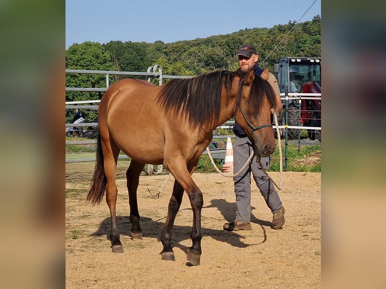 Mustang (amerikanisch) Hengst 1 Jahr 155 cm Falbe in Maxsain Mustang (amerikanisch) Hengst 1 Jahr 155 cm Falbe in Maxsain