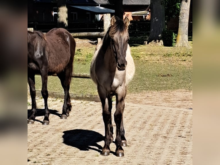 Mustang (amerikanisch) Hengst 1 Jahr 155 cm Grullo in Bassum
