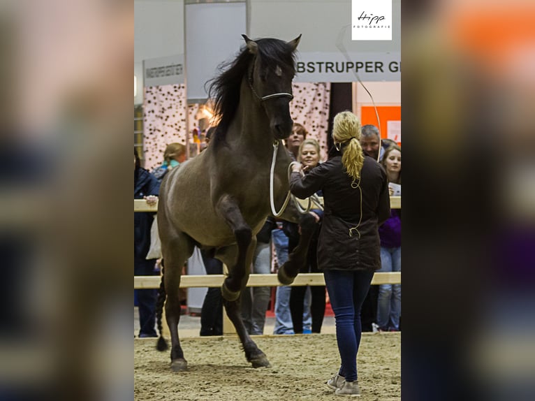 Mustang (amerikanisch) Hengst 1 Jahr 155 cm Grullo in Bassum