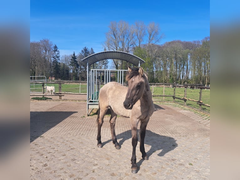 Mustang (amerikanisch) Hengst 1 Jahr 155 cm Grullo in Bassum
