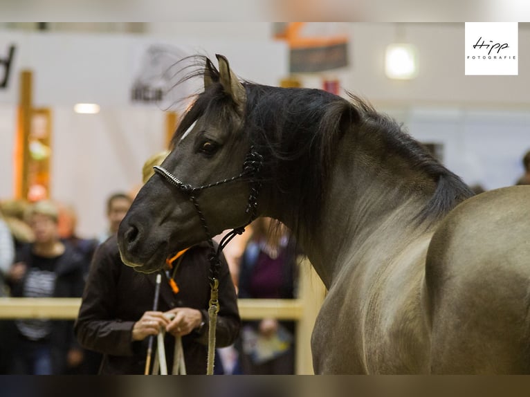 Mustang (amerikanisch) Hengst 1 Jahr 155 cm Grullo in Bassum