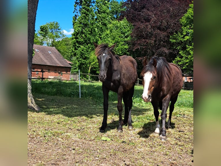 Mustang (amerikanisch) Mix Hengst 1 Jahr 158 cm Rappe in Bassum