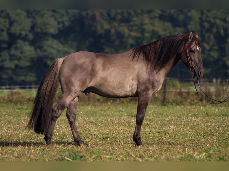 Mustang (amerikanisch) Mix Hengst 1 Jahr 158 cm Rappe in Bassum