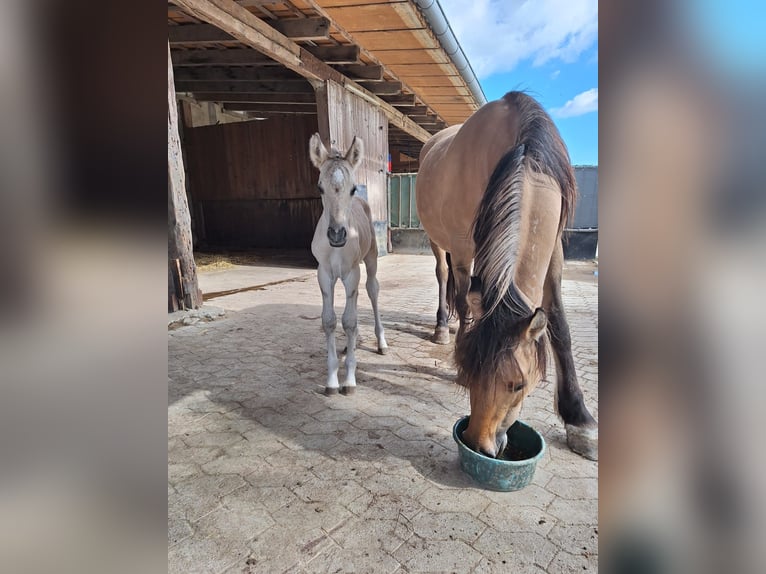 Mustang (amerikanisch) Hengst 1 Jahr Grullo in Willstätt