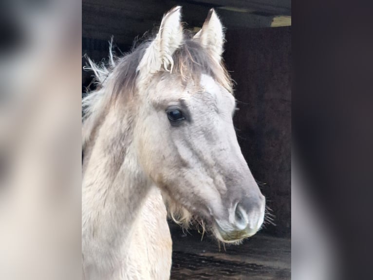 Mustang (amerikanisch) Hengst 1 Jahr Grullo in Willstätt