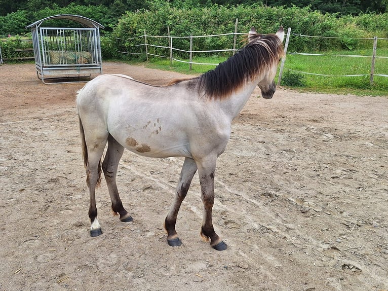 Mustang (amerikanisch) Hengst 1 Jahr Grullo in Willstätt