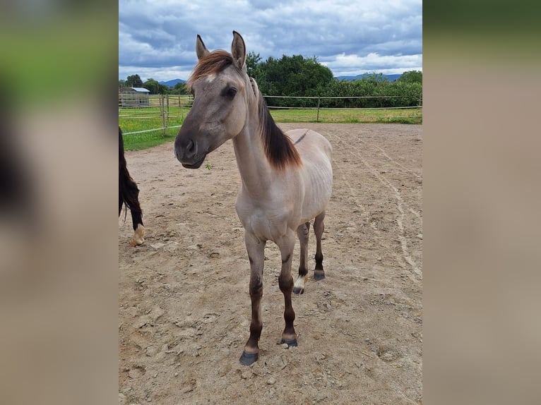 Mustang (amerikanisch) Hengst 1 Jahr Grullo in Willstätt
