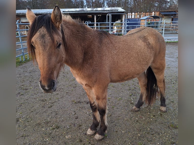 Mustang (amerikanisch) Hengst 2 Jahre 158 cm Hellbrauner in Willst&#xE4;tt, Legelshurst