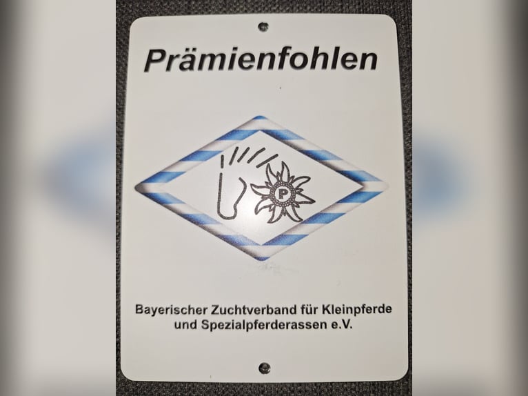 Mustang (amerikanisch) Hengst 3 Jahre 158 cm Hellbrauner in Willstätt, Legelshurst
