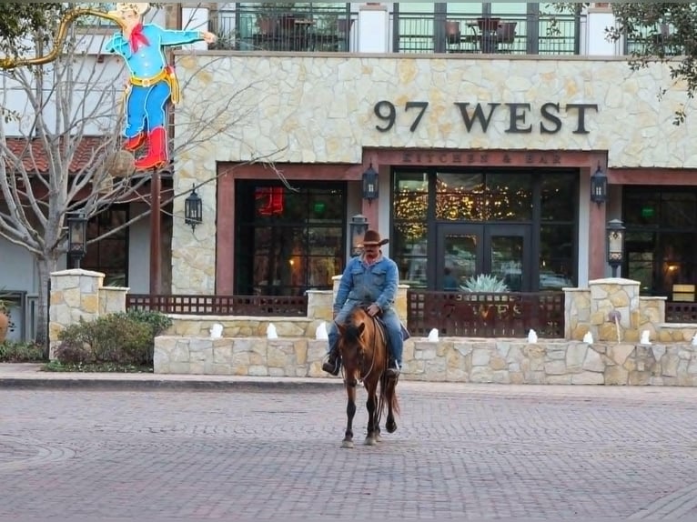 Mustang (amerikanisch) Hengst 6 Jahre 142 cm Falbe in Fleming Island,florida