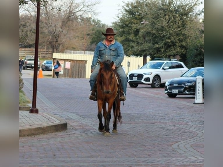 Mustang (amerikanisch) Hengst 6 Jahre 142 cm Falbe in Fleming Island,florida