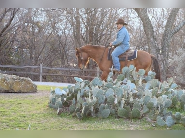 Mustang (amerikanisch) Hengst 6 Jahre 142 cm Falbe in Fleming Island,florida