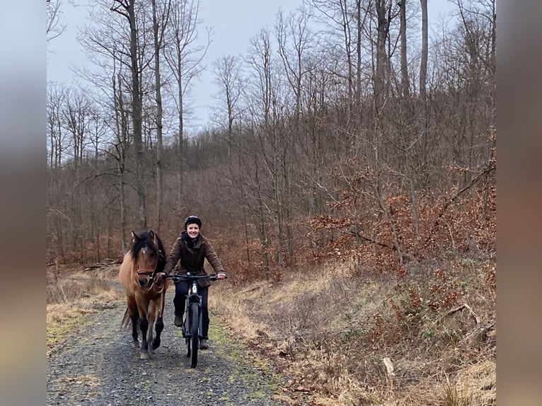 Mustang (amerikanisch) Hengst 7 Jahre 149 cm Buckskin in Königsberg in Bayern