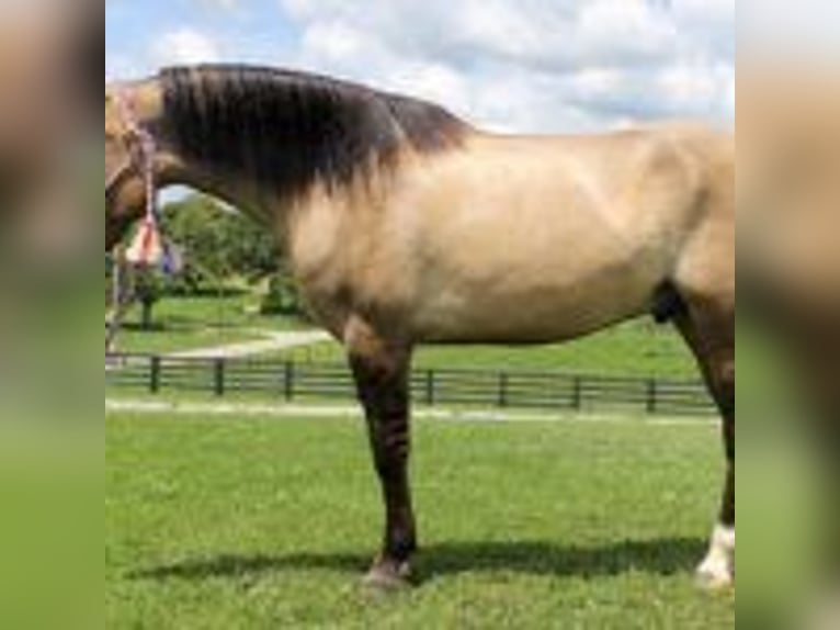 Mustang (amerikanisch) Hengst 9 Jahre 152 cm Tobiano-alle-Farben in california