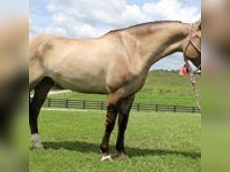 Mustang (amerikanisch) Hengst 9 Jahre 152 cm Tobiano-alle-Farben in california