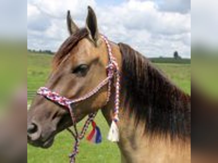Mustang (amerikanisch) Hengst 9 Jahre 152 cm Tobiano-alle-Farben in california