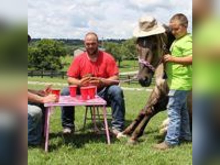 Mustang (amerikanisch) Hengst 9 Jahre 152 cm Tobiano-alle-Farben in california