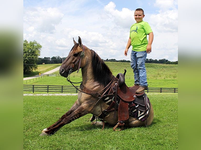 Mustang (amerikanisch) Hengst 9 Jahre 152 cm Tobiano-alle-Farben in california