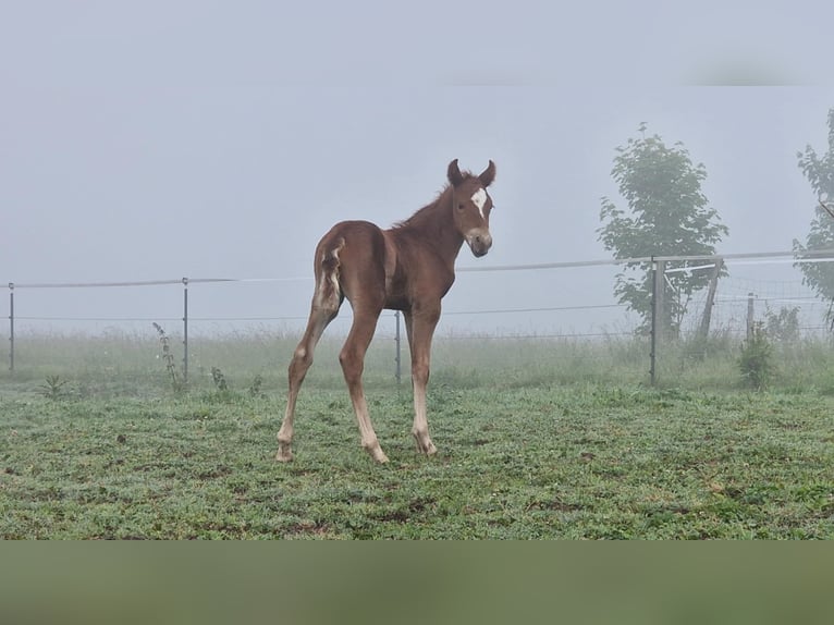 Mustang (amerikanisch) Hengst  152 cm Dunkelfuchs in Maxsain