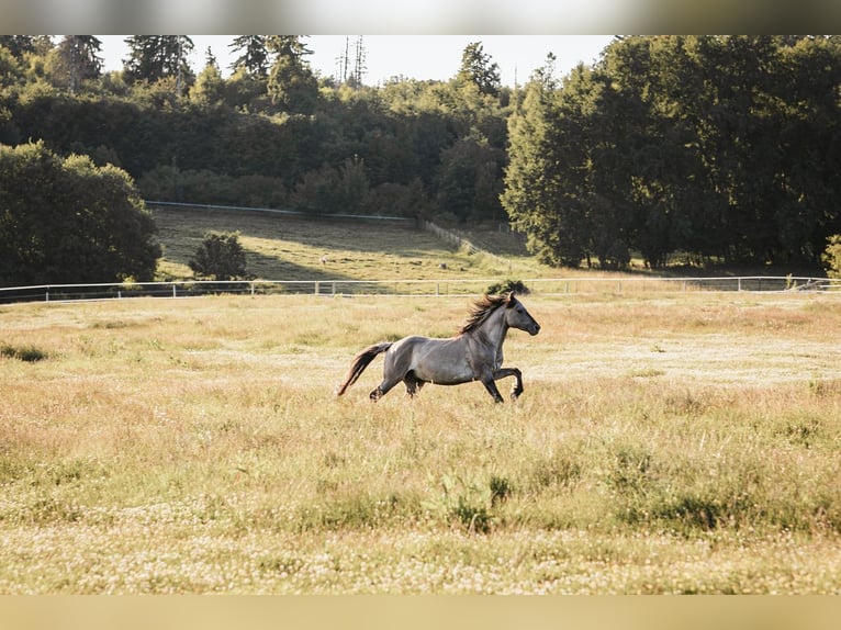 Mustang (amerikanisch) Hengst Grullo in Maxsain