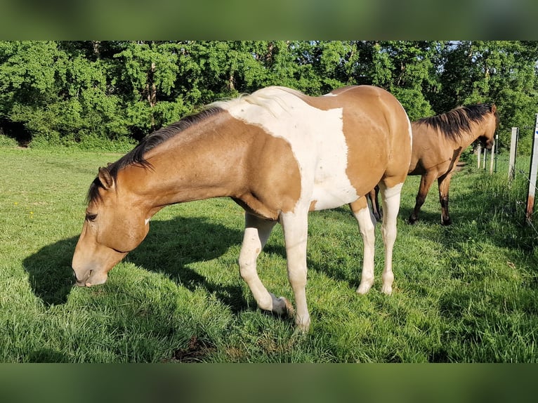 Mustang (amerikanisch) Hengst Tobiano-alle-Farben in Zürbach