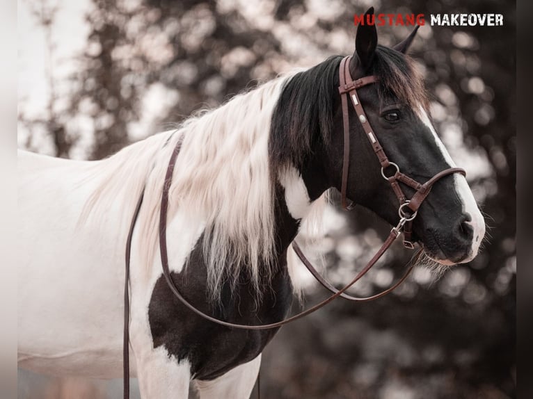 Mustang (amerikanisch) Stute 10 Jahre 140 cm Schecke in Seeburg