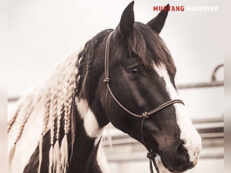 Mustang (amerikanisch) Stute 10 Jahre 140 cm Schecke in Seeburg