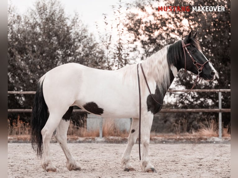 Mustang (amerikanisch) Stute 10 Jahre 140 cm Schecke in Seeburg