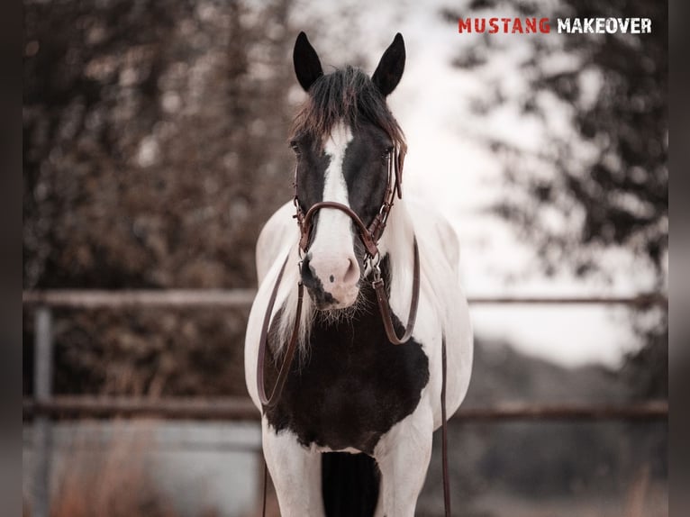 Mustang (amerikanisch) Stute 10 Jahre 140 cm Schecke in Seeburg