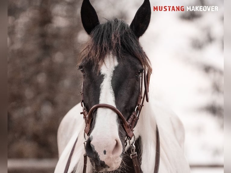 Mustang (amerikanisch) Stute 10 Jahre 140 cm Schecke in Seeburg