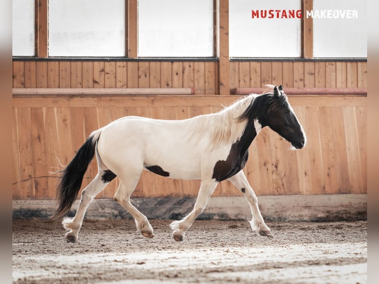 Mustang (amerikanisch) Stute 10 Jahre 140 cm Schecke in Seeburg