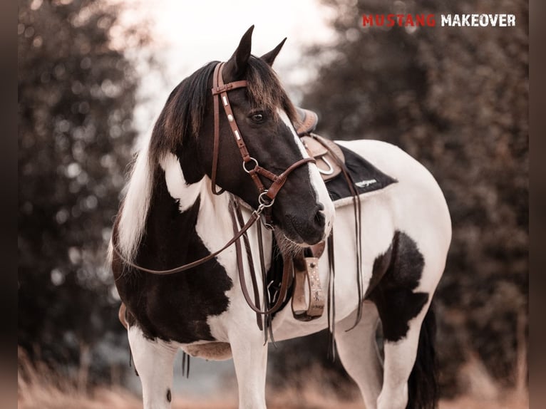 Mustang (amerikanisch) Stute 10 Jahre 140 cm Schecke in Seeburg