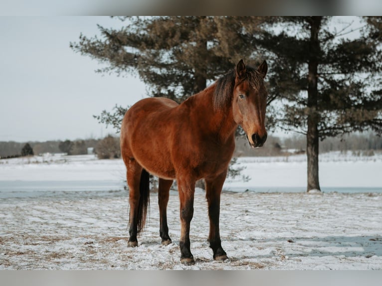 Mustang (amerikanisch) Stute 10 Jahre 150 cm Rotbrauner in North Judson