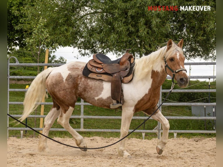 Mustang (amerikanisch) Stute 10 Jahre 151 cm Tovero-alle-Farben in Fuldatal