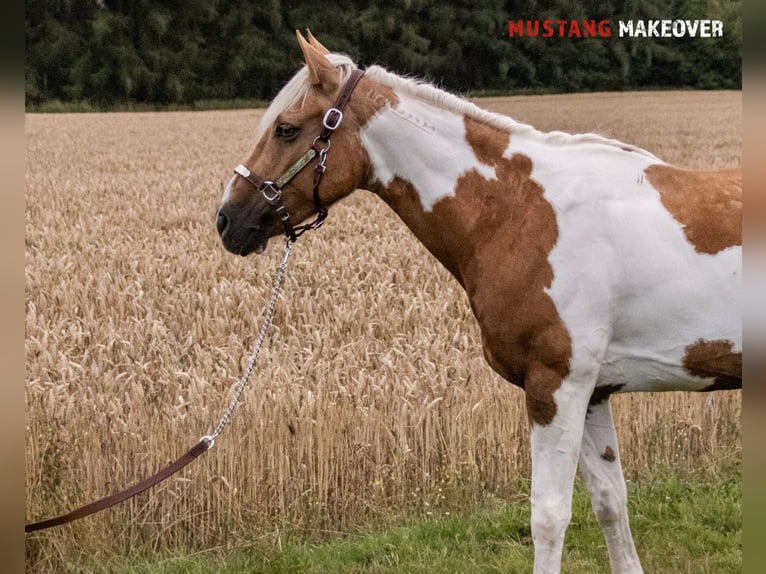 Mustang (amerikanisch) Stute 10 Jahre 151 cm Tovero-alle-Farben in Fuldatal
