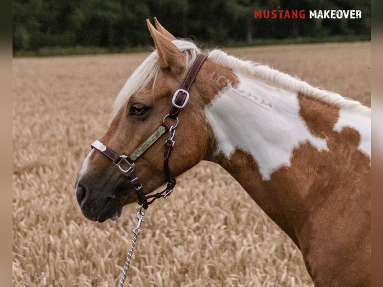Mustang (amerikanisch) Stute 10 Jahre 151 cm Tovero-alle-Farben in Fuldatal