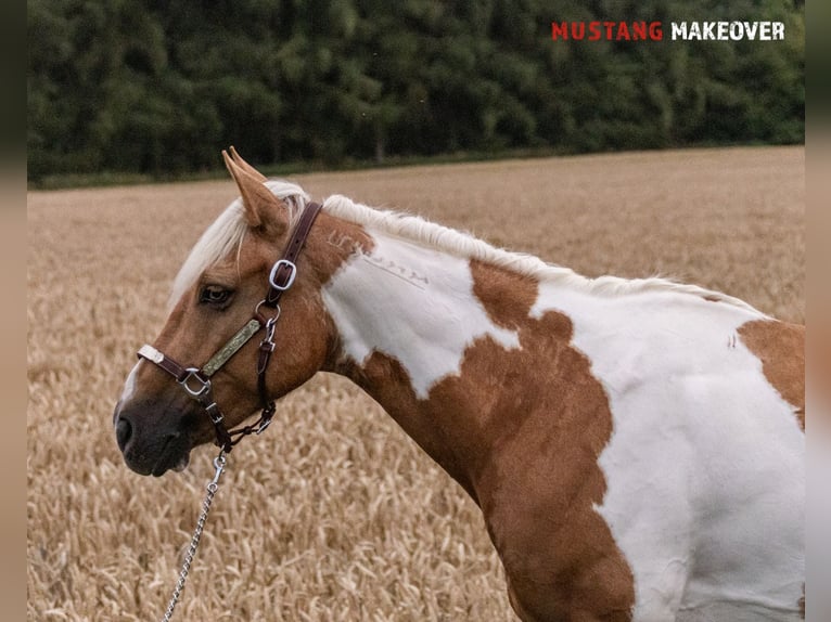 Mustang (amerikanisch) Stute 10 Jahre 151 cm Tovero-alle-Farben in Fuldatal