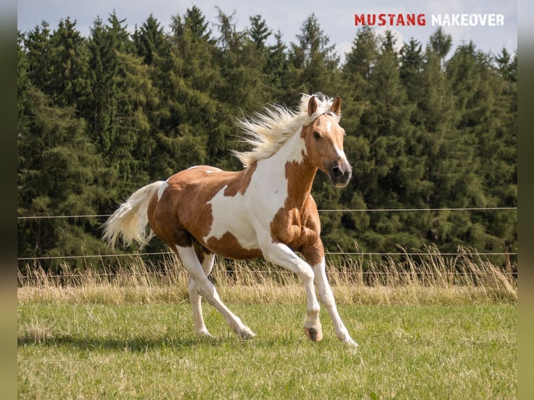 Mustang (amerikanisch) Stute 10 Jahre 151 cm Tovero-alle-Farben in Fuldatal