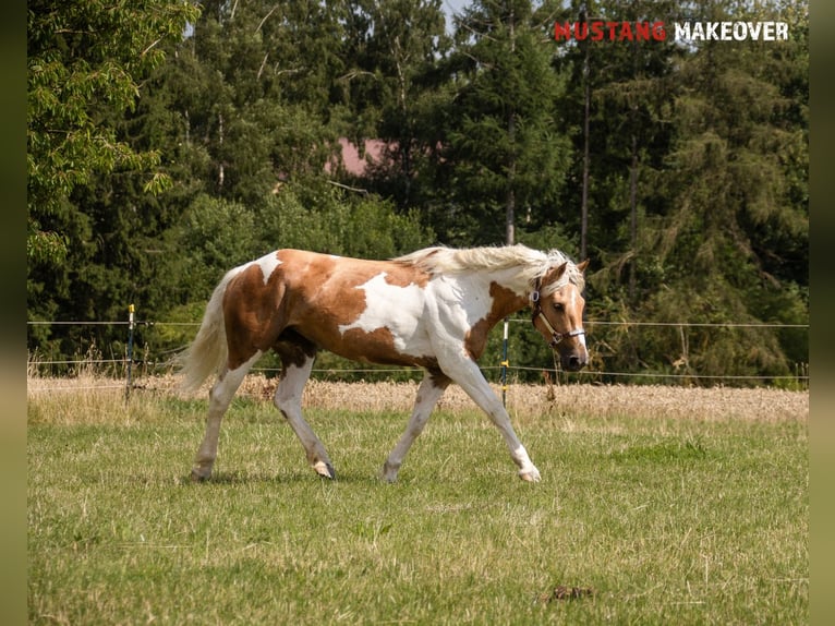Mustang (amerikanisch) Stute 10 Jahre 151 cm Tovero-alle-Farben in Fuldatal