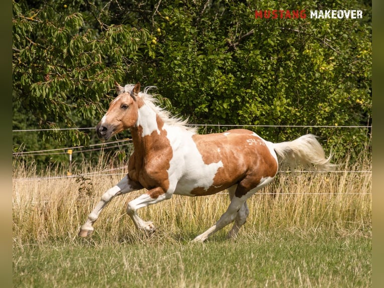 Mustang (amerikanisch) Stute 10 Jahre 151 cm Tovero-alle-Farben in Fuldatal