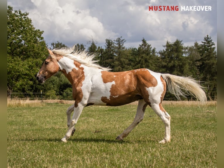 Mustang (amerikanisch) Stute 10 Jahre 151 cm Tovero-alle-Farben in Fuldatal