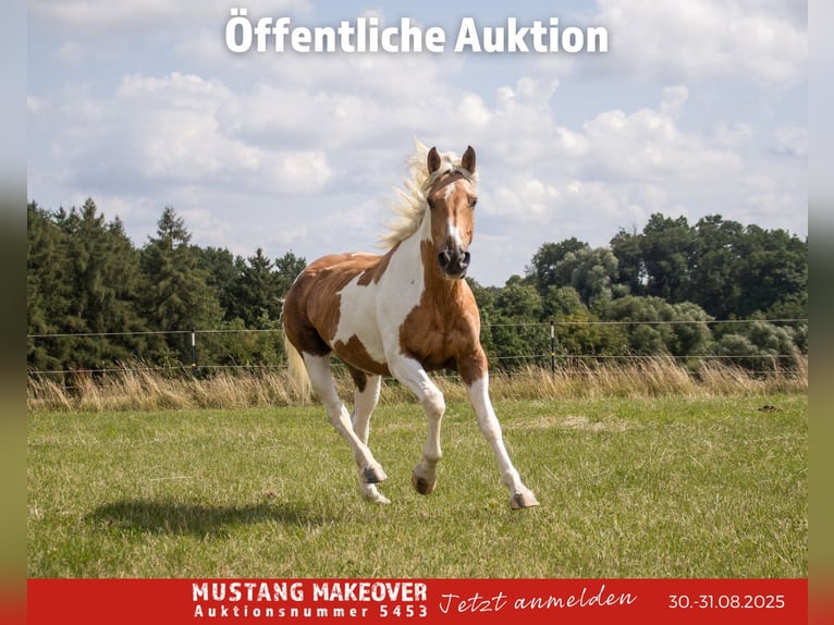 Mustang (amerikanisch) Stute 10 Jahre 151 cm Tovero-alle-Farben in Fuldatal