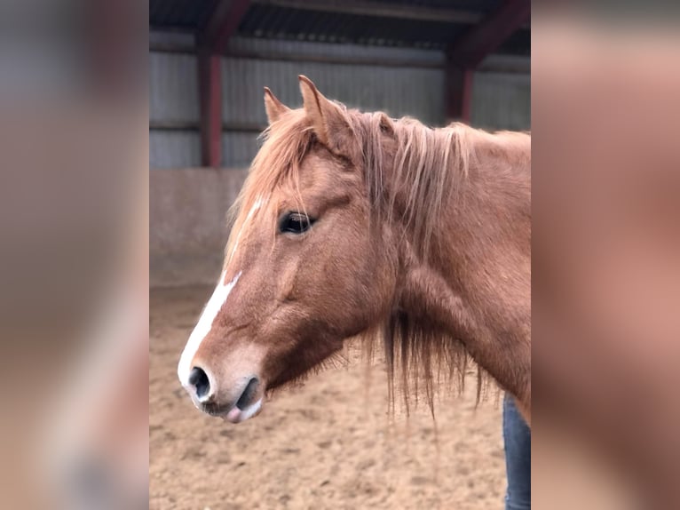 Mustang (amerikanisch) Stute 10 Jahre 155 cm in Kalkar