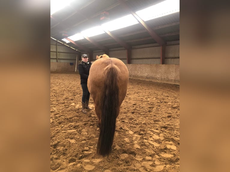 Mustang (amerikanisch) Stute 11 Jahre 155 cm Red Dun in Kalkar