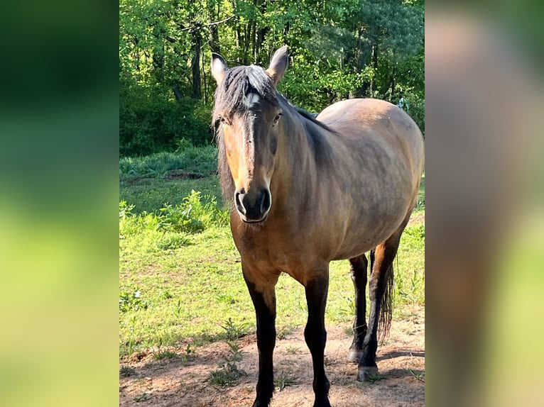 Mustang (amerikanisch) Stute 12 Jahre 142 cm Rotbrauner in Thurmond