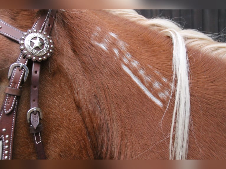 Mustang (amerikanisch) Stute 12 Jahre 155 cm Palomino in Betteldorf