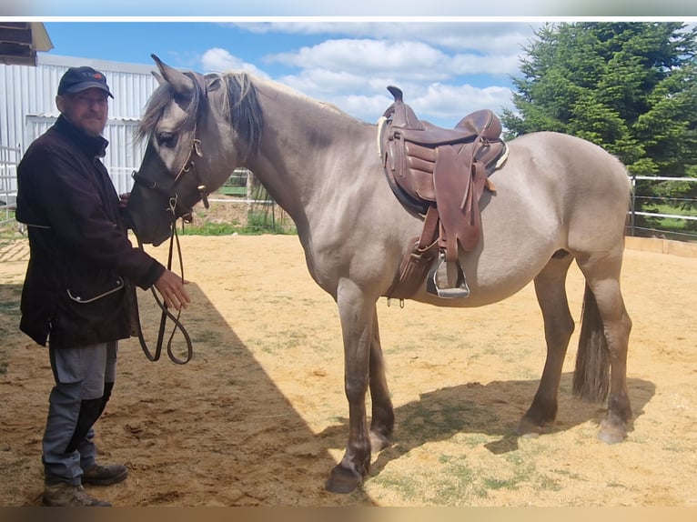 Mustang (amerikanisch) Stute 12 Jahre 157 cm Grullo in Arnshöfen